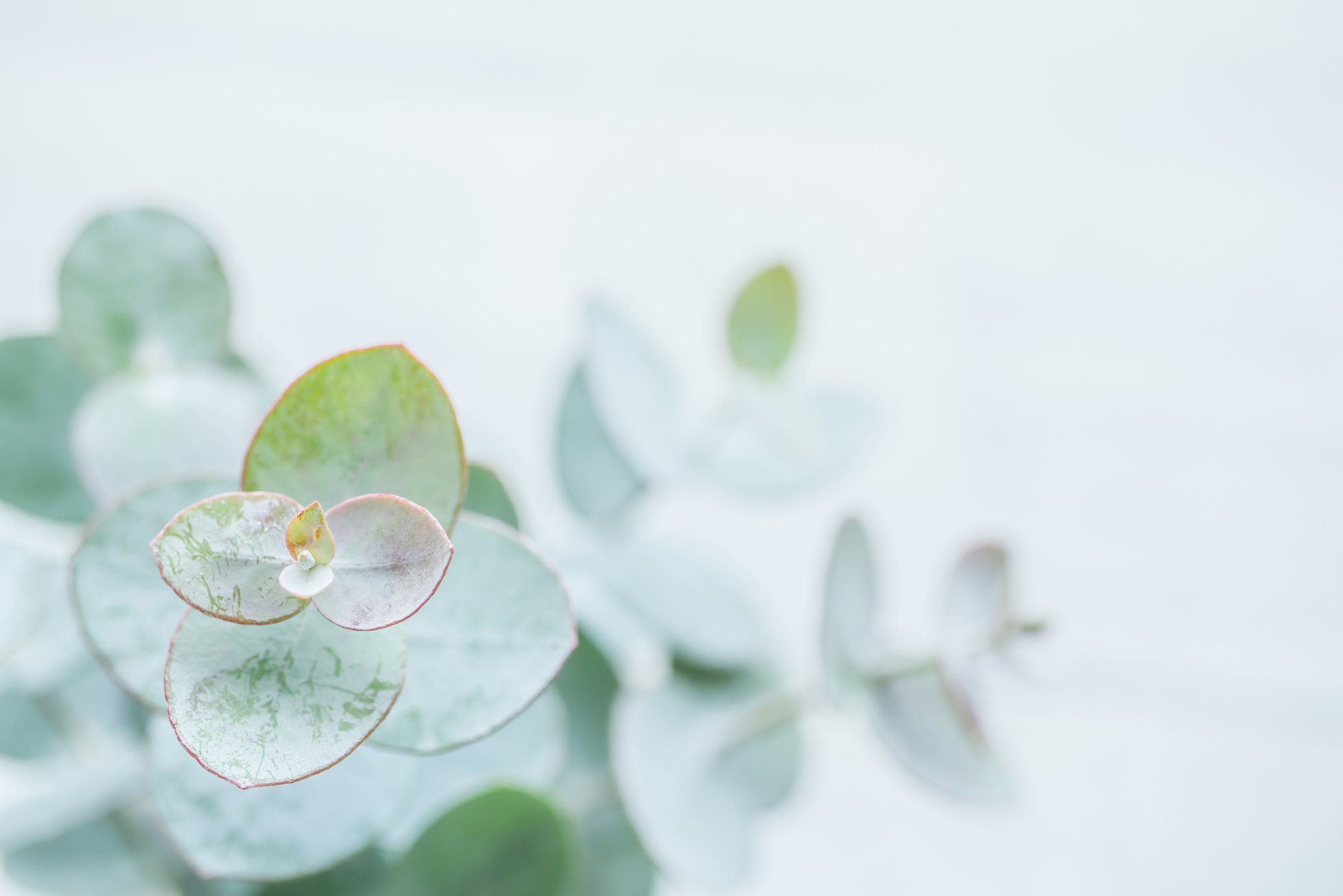 Natural eucalyptus background